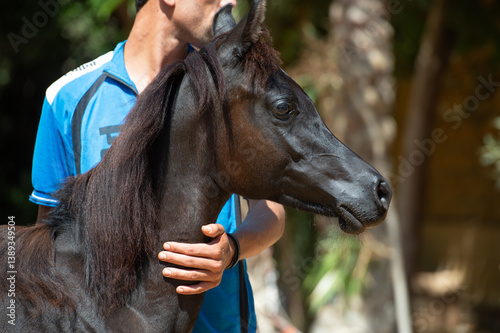 Obraz na płótnie portrait of black purebred arabian yearling filly at sunny day. Egypt w salonie