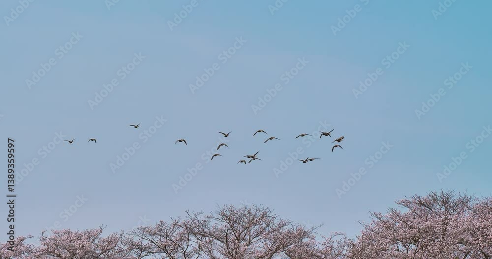 flock of spot-billed ducks,Anas zonorhyncha flying over sakura trees  in blue sky,moving camara shot