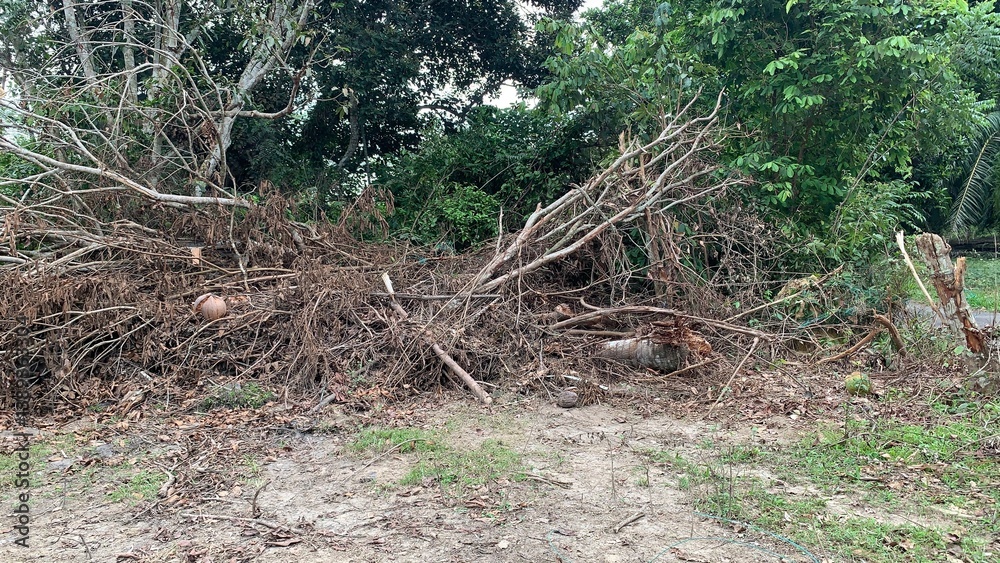 View of the branches and twigs of an old tree. View of the branches and twigs of an old tree.