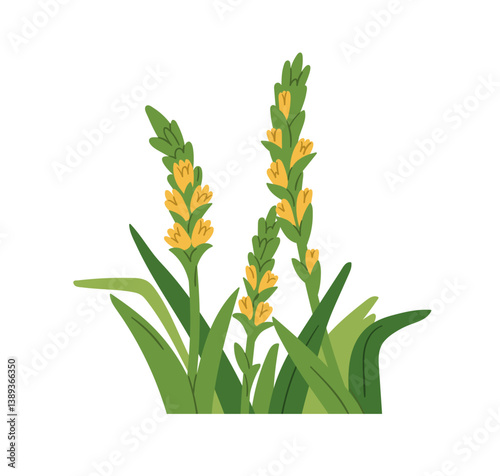 Flower blossoms and leaf. Verbascum, floral plant growing with leaves, tall long stems. Mullein blooms, garden nature flora. Botanical flat graphic vector illustration isolated on white background