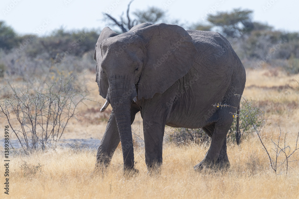 Obraz premium Telephoto shot of one giant African Elephant -Loxodonta Africana- grazing on the plains of Etosha National Park, Namibia.