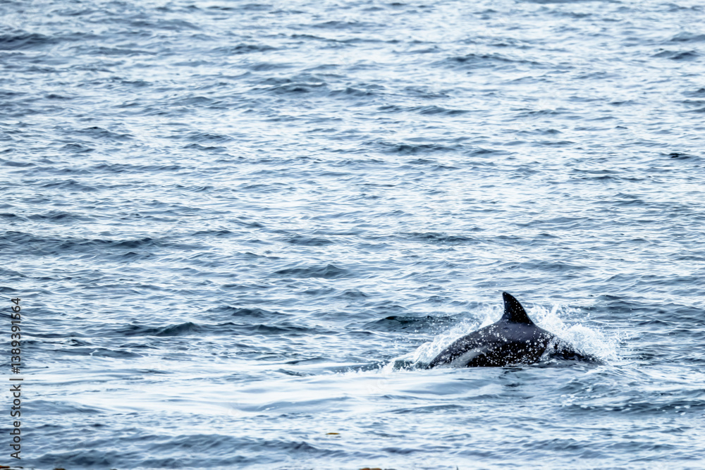 Naklejka premium paele’s dolphins near the coast of punta arenas, chile