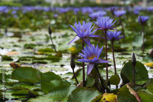 Photography Water Lilies and Blossoms in Singapores Serene Waters