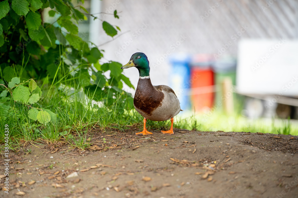 Obraz premium duck on the grass