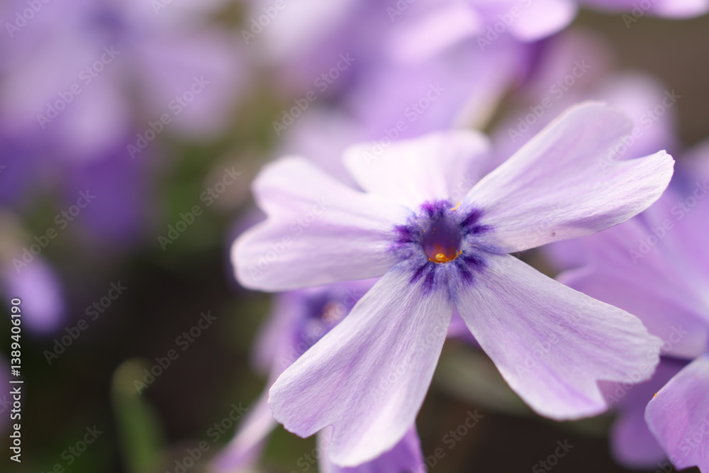 芝桜 芝桜