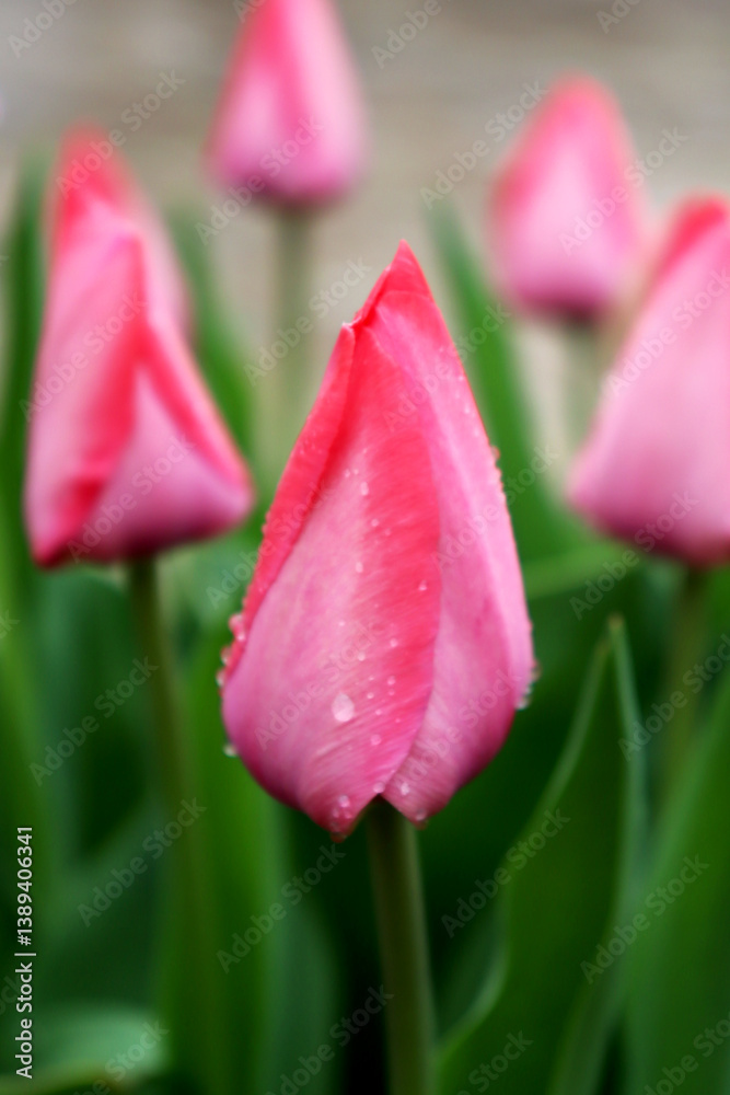 Fototapeta premium pink tulip in the garden
