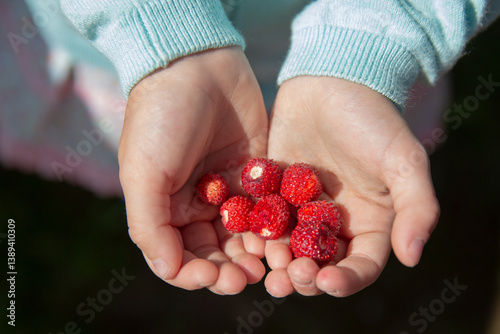 Obraz na płótnie A child's hands holding a handful of wild strawberries. Selective focus. w salonie