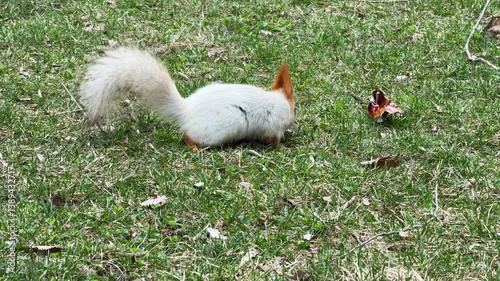 A squirrel in a city park. The beginning of spring.