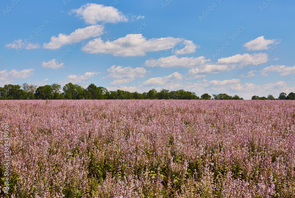 Field of Clary Sage in Bloom