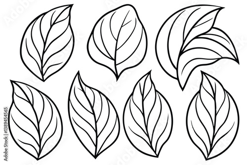 Hosta Leaf Line Art Illustration Detailed Drawing for Artistic Prints 