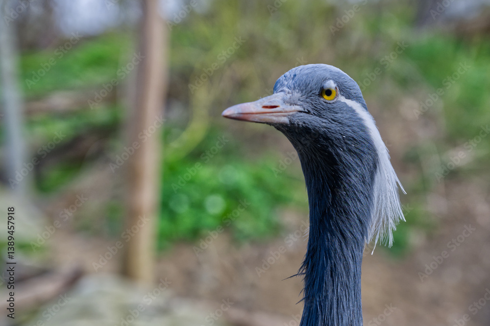 Obraz premium Crane bird head close-up looking cautious