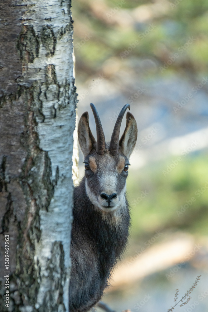 Portrait of alpine chamois or wild mountain goat, partially hidden by the trunk of a birch tree against blurred forest background. Species: Rupicapra rupicapra, Location: Alps Mountains.