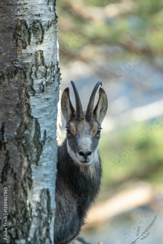 Obraz na płótnie Portrait of alpine chamois or wild mountain goat, partially hidden by the trunk of a birch tree against blurred forest background. Species: Rupicapra rupicapra, Location: Alps Mountains. w salonie