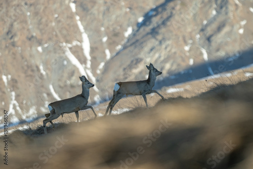 Obraz na płótnie Pair of male european roe deer running in an alpine meadow as the sun rises illuminating the mountain backdrop on a spring morning. Species: Capreolus capreolus. w salonie
