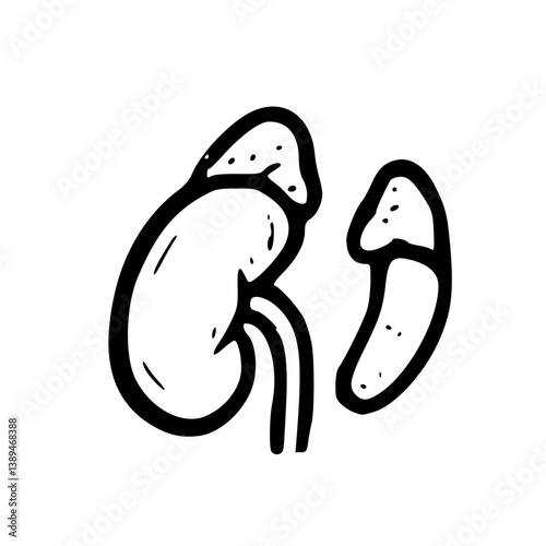Kidney and Adrenal Gland Line Art Illustration