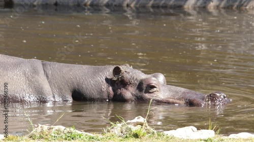 hippopotame entrant dans l'eau