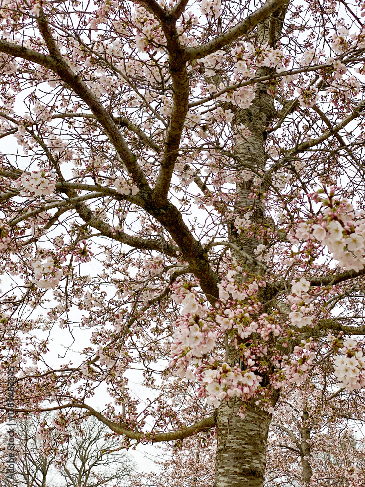 Tall Cherry blossom tree loaded with pink flowers in spring Tall Cherry blossom tree loaded with pink flowers in spring