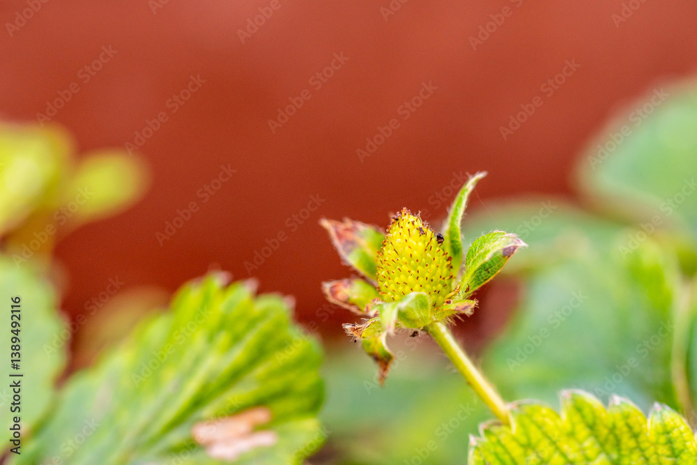 Fragaria × ananassa pertenece a la familia Rosaceae. Fragaria × ananassa pertenece a la familia Rosaceae.