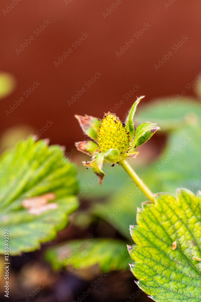 Fragaria × ananassa pertenece a la familia Rosaceae. Fragaria × ananassa pertenece a la familia Rosaceae.