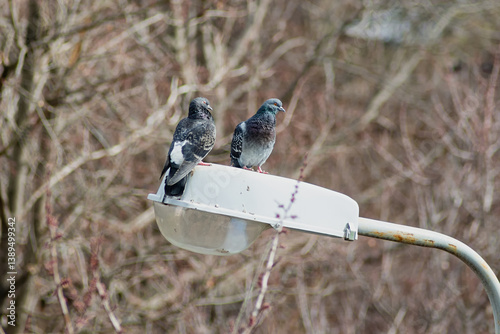 Canvas Print Two pigeons are sitting on a street lamp in a close-up shot, representing urban birds and their habitat, a pair of pigeons on a street lamp