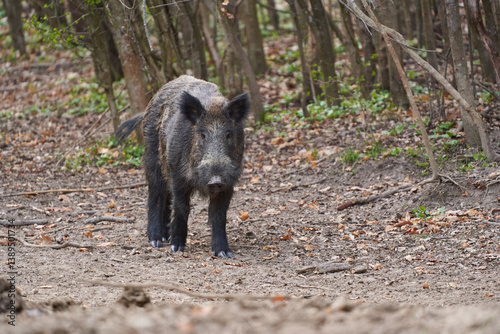 Obraz na płótnie Wild boar walking in forest clearing.. w salonie