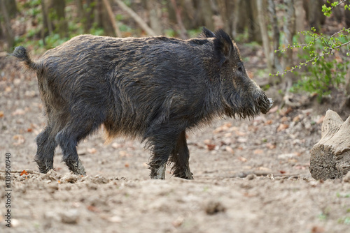 Obraz na płótnie Wild boar walking in forest clearing.. w salonie