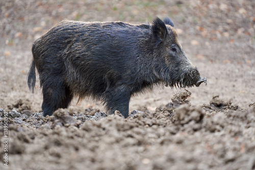 Obraz na płótnie Wild boar walking in forest clearing.. w salonie