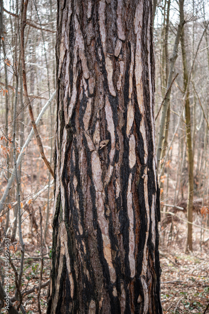 Tree bark.Tree trunk. Pine tree trunk bark, rusty texture natural background. Tree bark.Tree trunk. Pine tree trunk bark, rusty texture natural background.