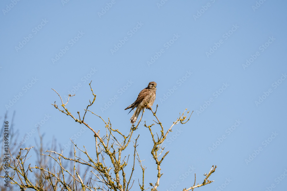 a kestrel (Falco tinnunculus) bird raptor sitting atop a winter tree