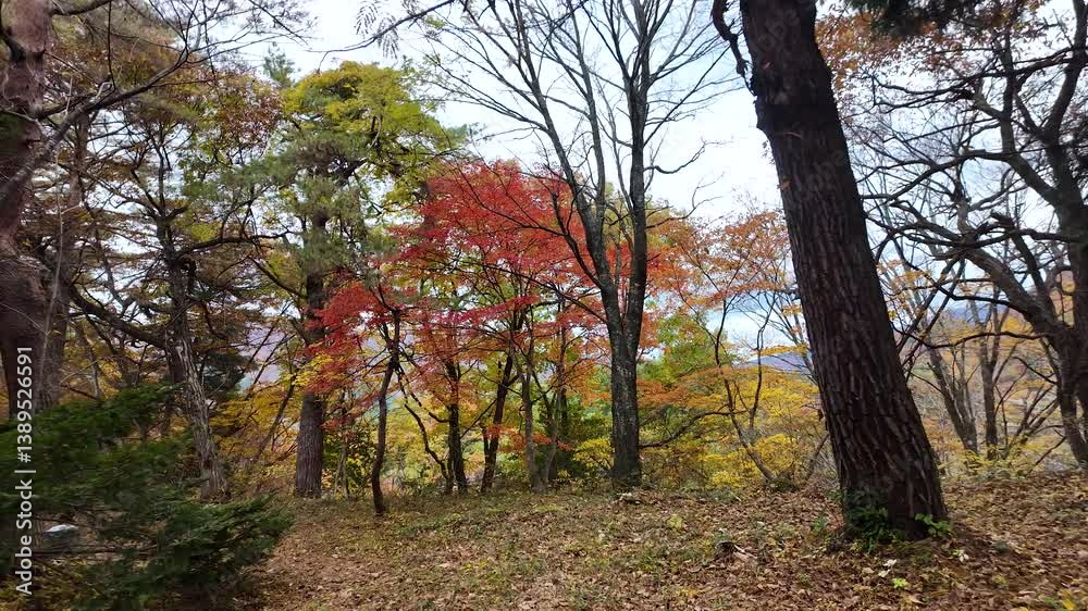 Red, orange, yellow and green leaves coloring the trees during the fall season in Shirakawa go, Japan