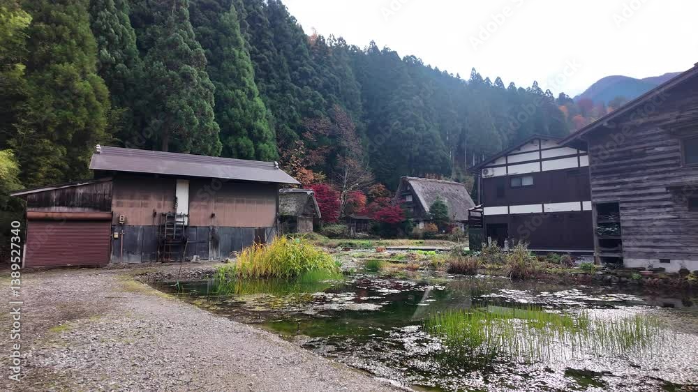 Traditional gassho style farmhouses with fall foliage in Shirakawa go, a UNESCO World Heritage Site in Gifu Prefecture, Japan