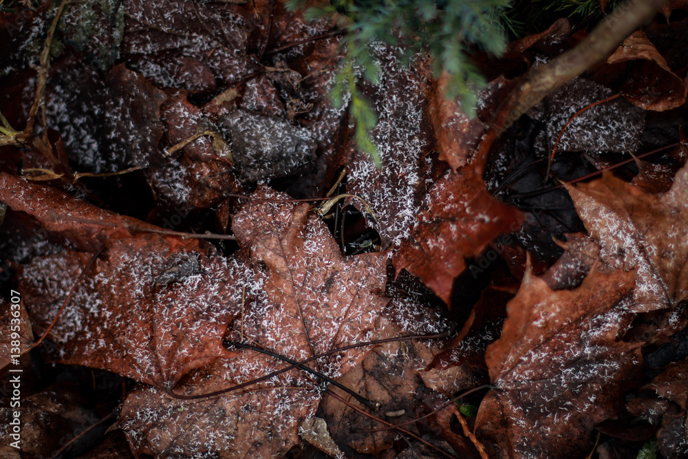 fallen brown leaves in the snow fallen brown leaves in the snow