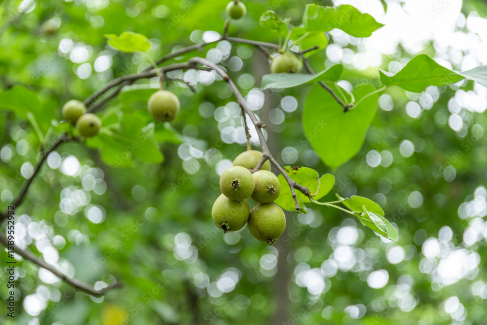 The fragrant pear fruit on the pear tree The fragrant pear fruit on the pear tree