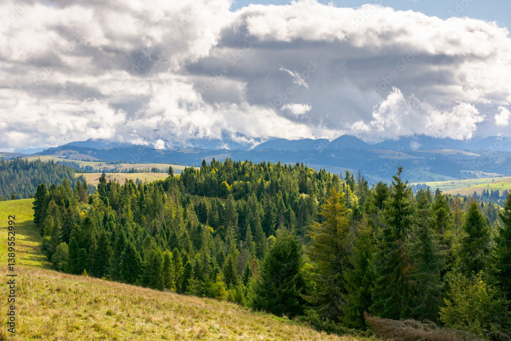forested carpathian mountains in september. wonderful countryside landscape of ukraine with rolling hills on a sunny day. outdoor adventure. spruce trees on the grassy hillside under cloudy sky