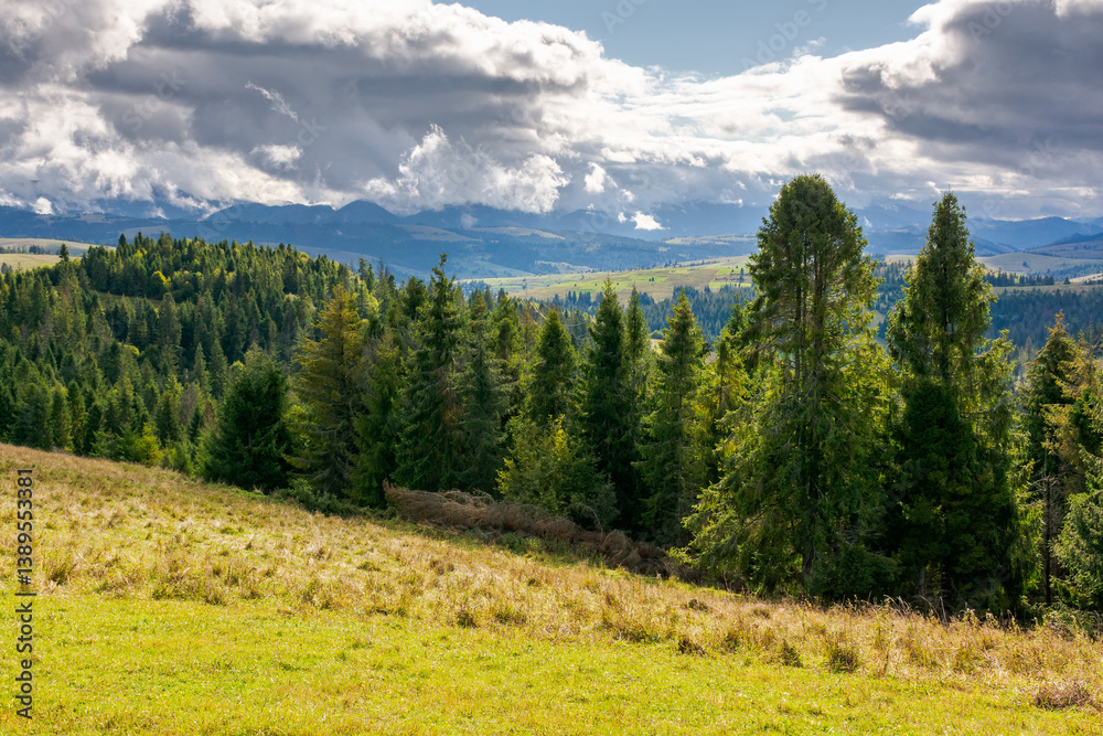 forested carpathian mountains in september. wonderful countryside landscape of ukraine with rolling hills on a sunny day. picturesque europe. spruce trees on the grassy hillside under cloudy sky