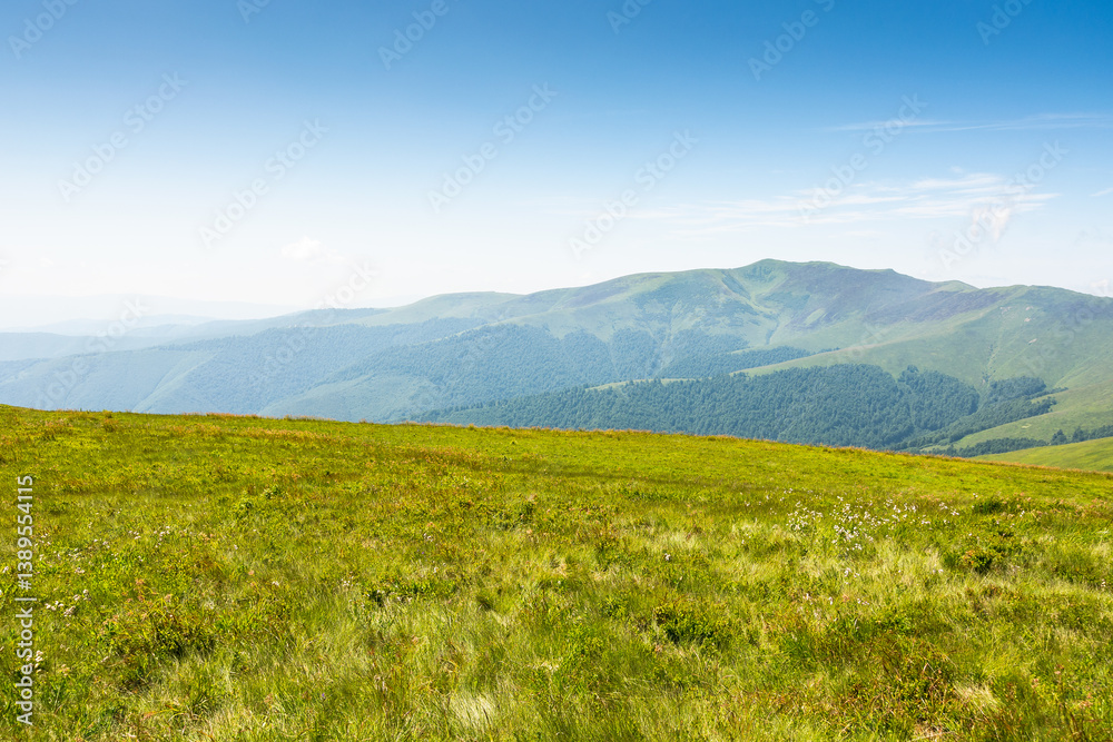 carpathian mountain landscape of ukraine in summer. panoramic view. wonderful nature scenery of alpine grassy meadow and green hills on a sunny day under blue sky. popular travel destination