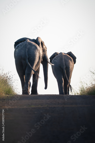 Принти на полотні Two African elephant bulls walking down the road and over a rise partly silhouet