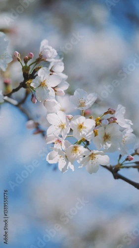 多摩川沿いに咲く桜と春の空｜狛江・登戸・調布エリアの春風景