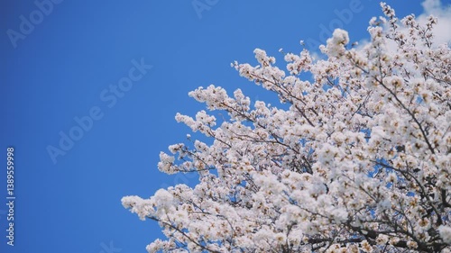 多摩川沿いに咲く桜と春の空｜狛江・登戸・調布エリアの春風景