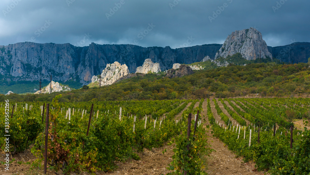 Fototapeta premium a picturesque Crimean landscape: the foreground is occupied by a vineyard with neat rows of green vines stretching into the frame. 
