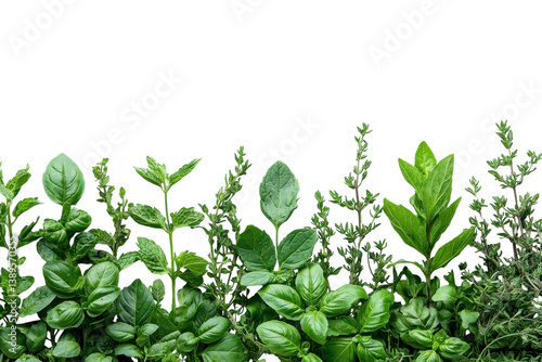 Wallpaper Mural Fresh herbs border vibrant green leaves mint basil thyme aromatic culinary plants white background Torontodigital.ca