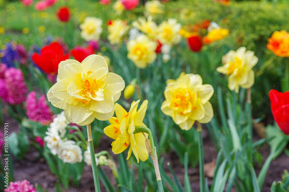 Beautiful spring yellow double petals daffodil flower in full bloom close up. Flowerbed of decorative narcissus in spring garden or park background. Plant breeding, flower growing, nature concept Beautiful spring yellow double petals daffodil flower in full bloom close up. Flowerbed of decorative narcissus in spring garden or park background. Plant breeding, flower growing, nature concept