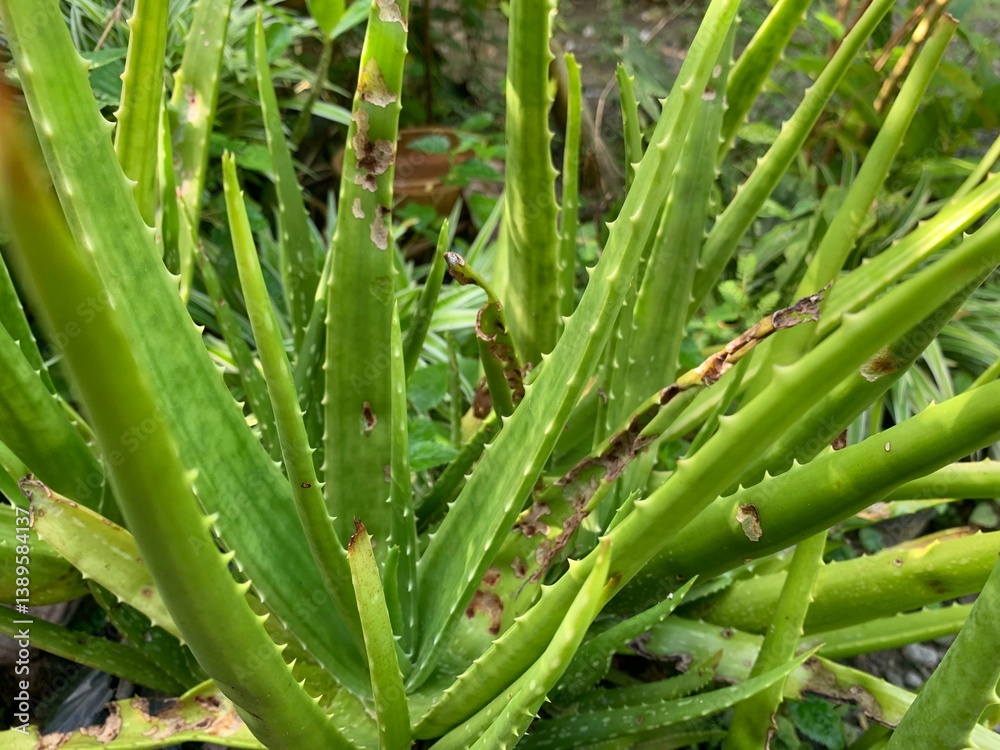 Obraz premium aloe vera plants