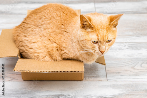 ginger cat sits in a small cardboard box. cats like to sit in boxes. strange behavior in cats. eccentricities of cats. psychology of cats