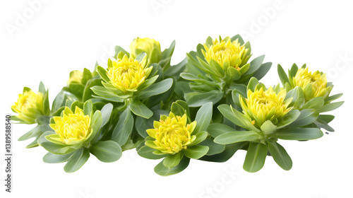 Rhodiola Plant Isolated on Transparent Background for Professional Herbal Concept Display