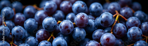 Wallpaper Mural Harvested blue grapes background. Wet berries. Horizontal layout Torontodigital.ca