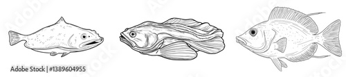 Modern illustration of flounder fish in black and white, featuring flatfish, halibut, and turbot as a hand-drawn engraving and sketch