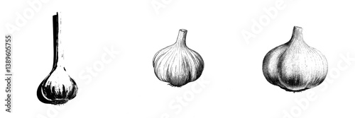 An isolated root sketch of whole garlic and cloves, a modern organic vegetable and spice condiment bulb