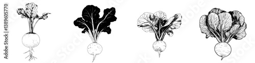 Modern raw root vegetable food, turnip-shaped green cabbage kohlrabi with isolated green leaves sketch