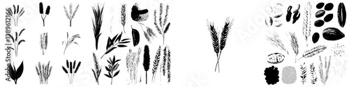 Rye plants and seeds are set apart from ears of wheat and other grains, alongside modern barley spikes and cereal bread flour